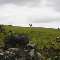 IMG_5931 IMG_5931