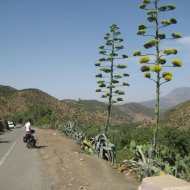 IMG_8391